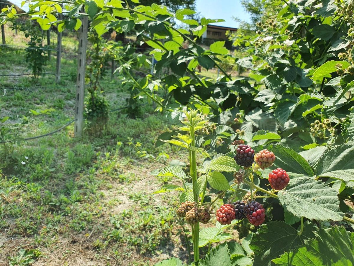 Agriturismo Il Burlino Apartments Lerma Eksteriør bilde