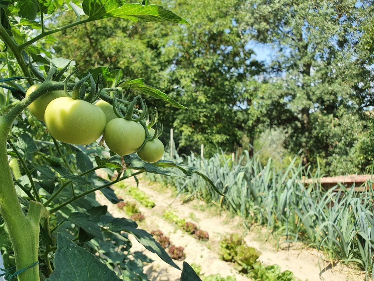 Agriturismo Il Burlino Apartments Lerma Eksteriør bilde